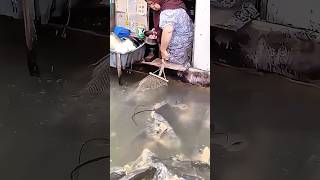 Download lagu No rod needed‼️ catching big fish with just a scoop net. #fishing #bigfish mp3