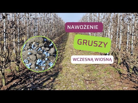 Mineralne nawożenie gruszy wiosną – jaką strategię wybrać?