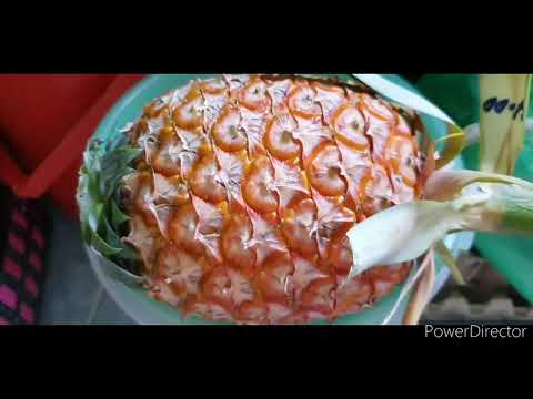 squeeze a pineapple/  #slowjuice