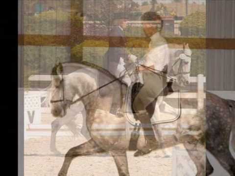 Fino - PRE Andalusian Stallion in Colorado