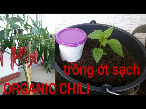 trồng ớt trong chậu, trộn đất để cây ớt say quả không phân hoá học |Vietnamese German Kitchen Garden