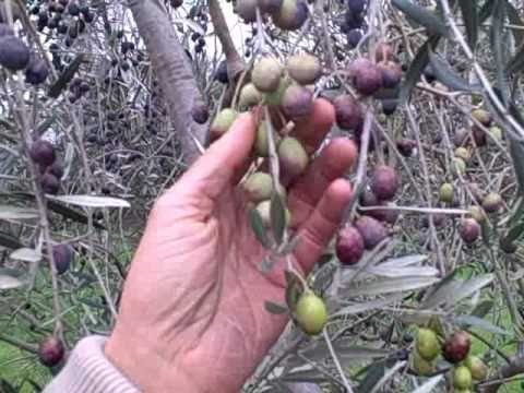 download lagu mp3 mp4 How To Process Olives From The Tree, download lagu How To Process Olives From The Tree gratis, unduh video klip How To Process Olives From The Tree