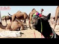 Gori Nagori WhatsApp Status