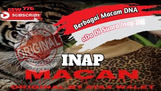 Download lagu INAP MACAN By Atax Walet - SUARA INAP WALET Dengan Frekuensi Gelombang Alpha mp3