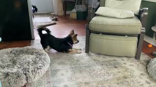 Video preview image #1 Chion Puppy For Sale in Brooklyn Center, MN, USA