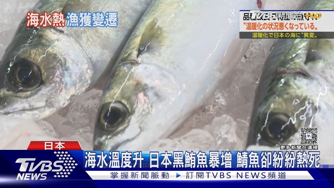 去日本有口福了!海溫升北上日本海產卵 黑鮪魚大豐收