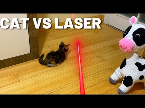 CAT VS LASER POINTER -Funny Cat Video | YUFUS