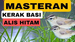 Download lagu Pancingan Kerak basi alis hitam untuk masteran‼️ mp3 Download lagu Pancingan Kerak basi alis hitam untuk masteran‼️ mp3