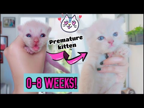 HOW A PREMATURE KITTEN GROW?😱 0-8 WEEKS IN A 15 MINUTE VIDEO!😍✨🥰