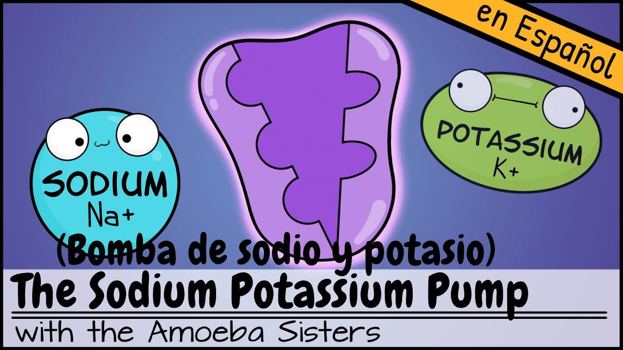 Bomba de sodio y potasio