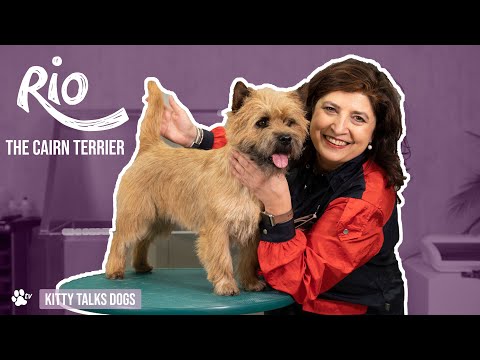 Show Grooming | Rio the Cairn Terrier Dog | Kitty Talks Dogs - TRANSGROOM