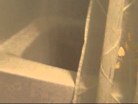 FC shampoo commercial