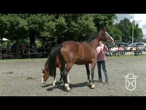 Stutfohlen von For Pleasure - Toulon - Cassiano