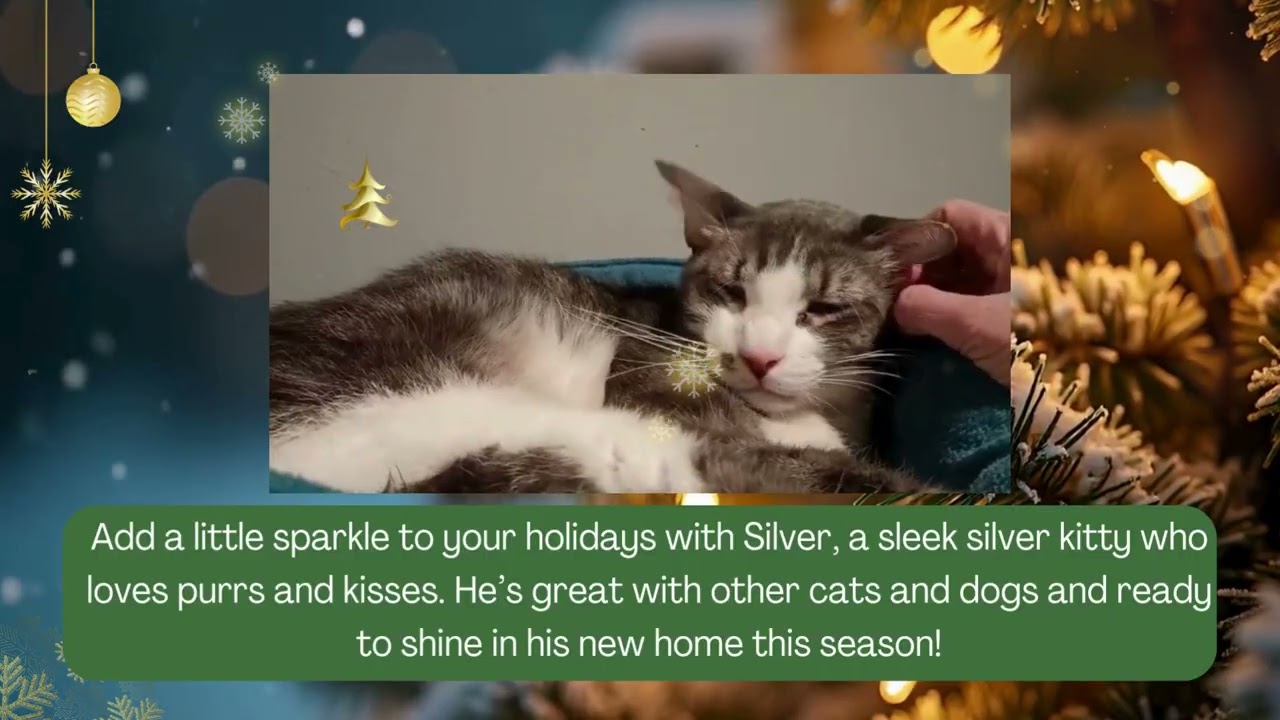 Enlarge Silver, a Adoptable Domestic Short Hair in Sapulpa, OK video 6/6