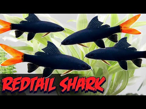 The Only Red Tail Shark Video You Need to Watch (Epalzeorhynchos Bicolor) - Care, Breeding Tankmates
