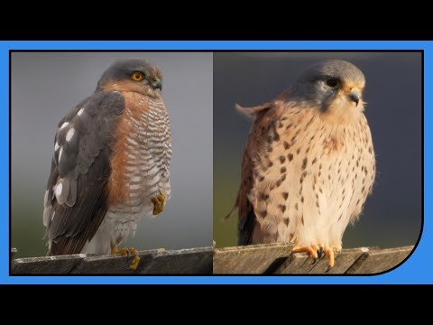 Turmfalke & Sperber: Männchen im direkten Vergleich