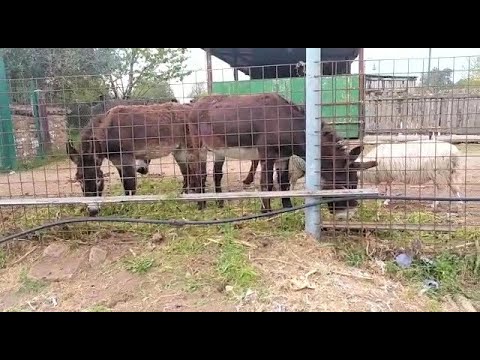 Il Giardino degli Asinelli ed i suoi animali - Cosa mangiano gli asini e le pecore.