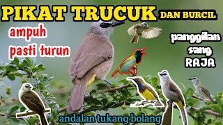 Download lagu SUARA PIKAT TRUCUK RIBUT MIX BURCIL SOGON |PASTI TURUN  #PIKAT SOGON #trucukangacor mp3 Download lagu SUARA PIKAT TRUCUK RIBUT MIX BURCIL SOGON |PASTI TURUN  #PIKAT SOGON #trucukangacor mp3
