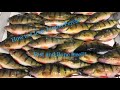 How to Fillet / Clean Jumbo Yellow Perch Fast and Bone free!!