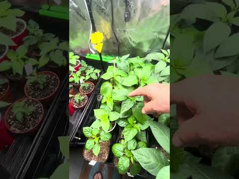 Top to bottom tour of a 2' x 4' pepper grow tent