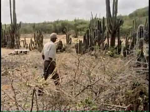 RINCON - DI AYERA PA AWE