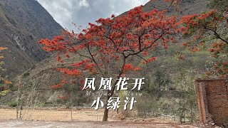 一个在中国云南被称为小香港的城市，如今已经处于半废弃状态，但盛开的凤凰花又悄悄带去了勃勃生机