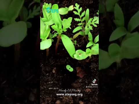 الزرع والحصاد في تربية الأطفال هنا hana