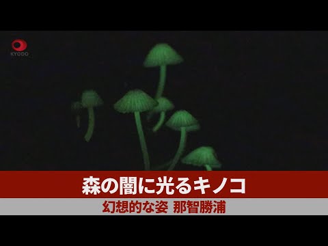 Panellus stipticus の生物発光