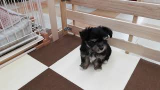 ハーフ犬の動画01