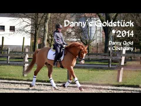 Verkaufspony - Danny's Goldstück - Deutsches Reitpony