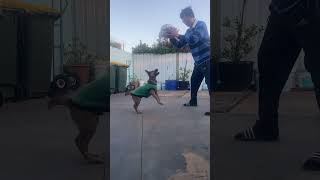 Hi 👋 fans around the world,we love you and thanks for your support and love Rusty!he is now 51/2ms