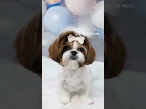 Lumi(Shih Tzu) Before & After!