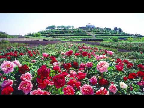 Iceman Productions - Peony Red 牡丹紅