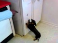 Dog Goes In Time Out