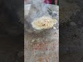 Special Jhinga Fish Surat Street Foods Youtube Viral Video Subscribe Like More People