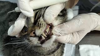Ультрозвуковая чистка зубов кошкам