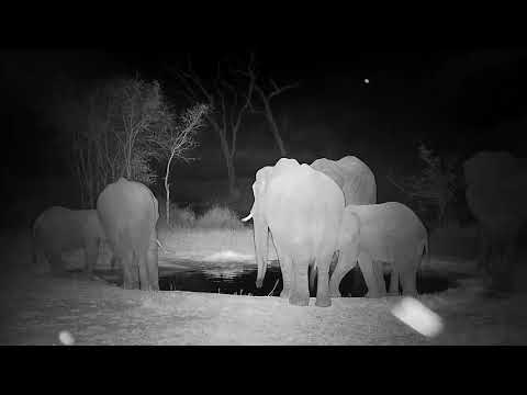 Djuma: Small Elephant group drinks at the pan - 19:35 - 08/24/21