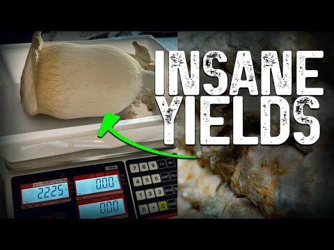 The ultimate guide for breeding your own oyster mushrooms