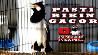 Download lagu PASTI BIKIN GACOR JALAK SUREN YANG MENDENGAR DENGAN CEPAT   #jalaksurengacor mp3