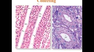 Urinary System Data Show 2015