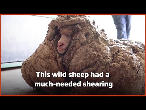 オーストラリアで救助された野生の羊は、35キロのフリースを剥ぎ取られていた。 (Wild sheep rescued in Australia shorn of 35 kg fleece)