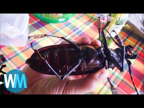 OMG ! Top 10 serangga gergasi yang memang wujud