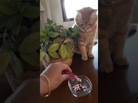 cute cat curious about the sounds #shortsfeed #satisfying sounds #trending #viral #sia #asmr