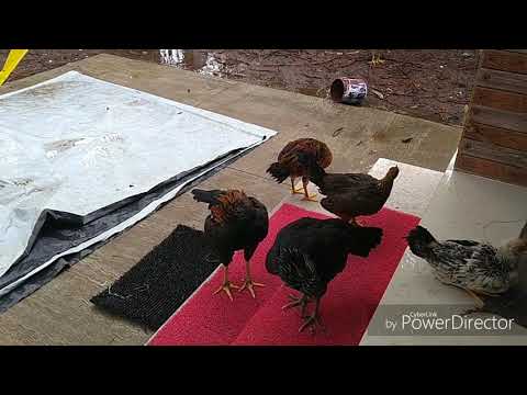 Mistakes Of Begginer In Nati Kolli Farming In kannada