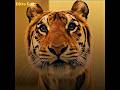 A Mother Saved The Baby Tiger From Falling Off Height Ft Kamin Tiger Robbers Shorts Motherlove