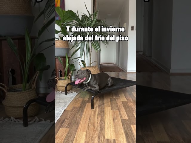 Vídeo relacionado con Star Wars Grogu - Cama para Mascotas con diseño de Personajes e Inserto extraíble Lavable a máquina - (M)