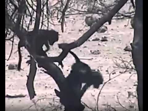 16 10 2012 11 04 54 PP Äffchenspiel