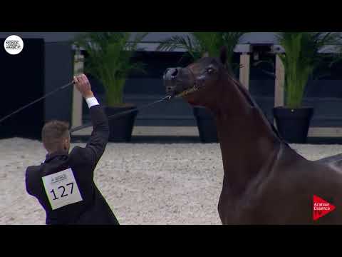 N.127 GABEL ATHBAH - Paris 2018 - Junior Colts (Class CM 5B)