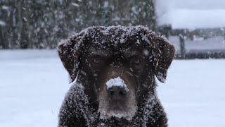 promo video for Kevin Quain's 2021 Christmas Unspectacular