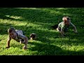 Miniature Dachshund dogs for sale: Shelby - Video 1